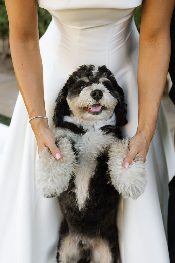 Pets at wedding portraits Omni Montelucia Paradise Valley